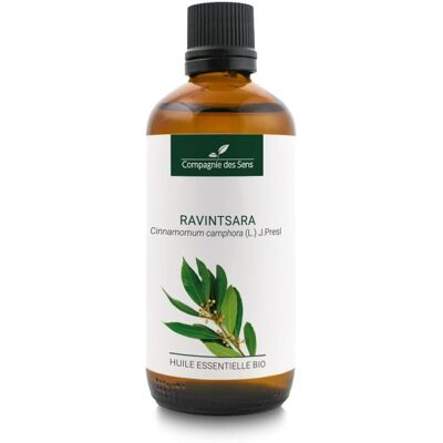 Inny producent Cynamonowiec kamforowy Ravintsara - naturalny olejek eteryczny 100 ml / Compagnie des Sens Inny producent Cynamonowiec kamforowy Ravintsara - naturalny olejek eteryczny 100 ml / Compagnie des Sens