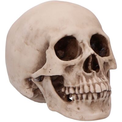 Veronese Figura CRANIOLOGY (12 cm) Czaszka dekoracyjna Veronese Figura CRANIOLOGY (12 cm) Czaszka dekoracyjna