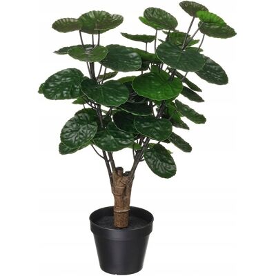 IKEA FEJKA Sztuczna roślina doniczkowa, Aralia 50 cm IKEA FEJKA Sztuczna roślina doniczkowa, Aralia 50 cm