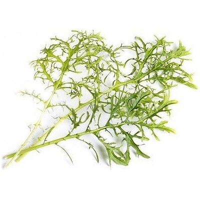 Inny producent Veritable Wkład Nasienny Lingot - Musztardowiec Golden Frills Inny producent Veritable Wkład Nasienny Lingot - Musztardowiec Golden Frills