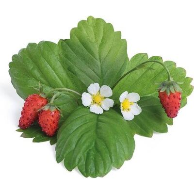 Inny producent Veritable Wkład Nasienny Lingot Poziomka Czerwona Inny producent Veritable Wkład Nasienny Lingot Poziomka Czerwona