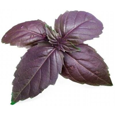 Wkład Nasienny Lingot (Bazylia Purpurowa) Veritable Wkład Nasienny Lingot (Bazylia Purpurowa) Veritable