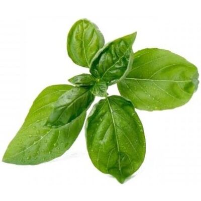 Wkład Nasienny Lingot Veritable, Bazylia, Wkład Nasienny Lingot Veritable, Bazylia,