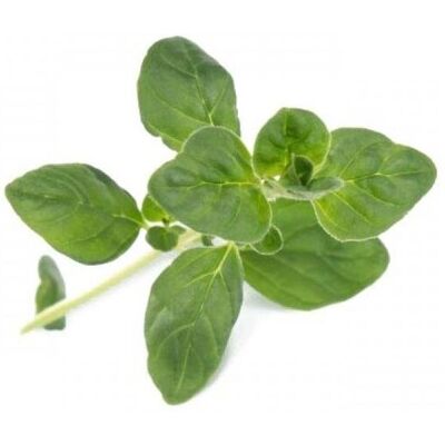 Wkład Nasienny Lingot Veritable, Oregano Wkład Nasienny Lingot Veritable, Oregano