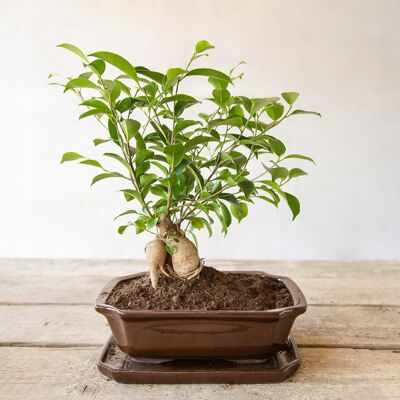 Esschert Design Doniczka Bonsai prostokątna S ceramiczna brązowa komplet Esschert Design Doniczka Bonsai prostokątna S ceramiczna brązowa komplet