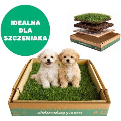 Inny producent Legowisko/ Kuweta dla szczeniaka prawdziwa trawa 50×50cm Inny producent Legowisko/ Kuweta dla szczeniaka prawdziwa trawa 50×50cm