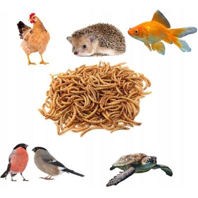 Inny producent Mącznik suszony, mealworm, karma dla gadów, ptaków, kur, ryb 1kg Inny producent Mącznik suszony, mealworm, karma dla gadów, ptaków, kur, ryb 1kg