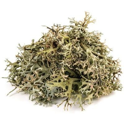 Inny producent Porost islandzki EQUIHERBS 500g Inny producent Porost islandzki EQUIHERBS 500g