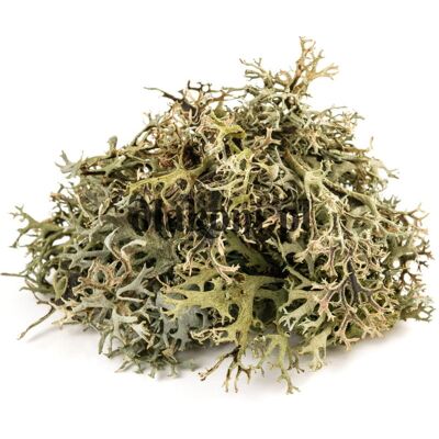 Inny producent Porost islandzki EQUIHERBS EKO-torba 1000g Inny producent Porost islandzki EQUIHERBS EKO-torba 1000g
