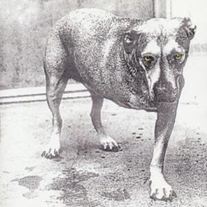Sony Alice in Chains Sony Alice in Chains