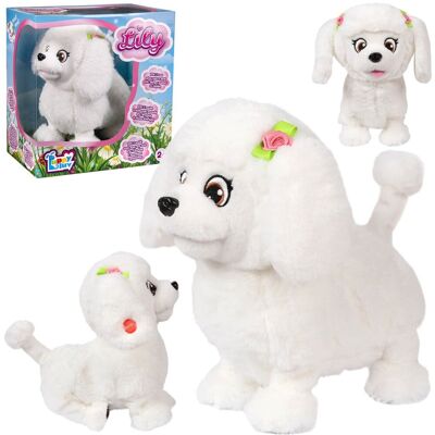 sarcia.eu Puppy Luv - Interaktywny piesek pudel, pluszowy piesek Lily 2+ sarcia.eu Puppy Luv - Interaktywny piesek pudel, pluszowy piesek Lily 2+