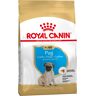 Royal Canin Breed Royal Canin Pug Puppy - 2 x 1,5 kg