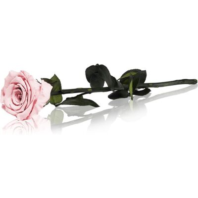 RoseAmor Pink stabilizowana róża na łodydze 30 cm 1 szt. RoseAmor Pink stabilizowana róża na łodydze 30 cm 1 szt.