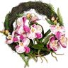 kaiserkraft Wianek ścienny z orchidei falenopsis, z korzeniami i liśćmi, kwiaty kremowo-liliowe
