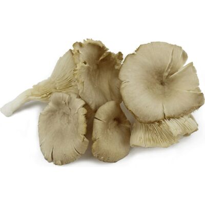 ŚWIEŻE (owoce, warzywa, grzyby) - ZBIORCZE OPAKOWANIE ZBIORCZE (kg) - GRZYBY BOCZNIAKI ŚWIEŻE BIO (POLSKA) (około 2 kg) ŚWIEŻE (owoce, warzywa, grzyby) - ZBIORCZE OPAKOWANIE ZBIORCZE (kg) - GRZYBY BOCZNIAKI ŚWIEŻE BIO (POLSKA) (około 2 kg)