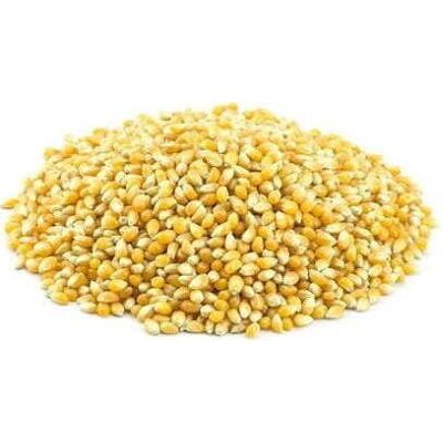 BIO PLANET Organiczne Ziarno Kukurydzy - 25 kg Popcorn BIO PLANET Organiczne Ziarno Kukurydzy - 25 kg Popcorn