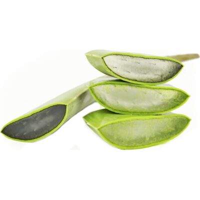 BIO PLANET SA Aloe Vera - Świeży Organiczny ALOES - 4kg Opakowanie BIO PLANET SA Aloe Vera - Świeży Organiczny ALOES - 4kg Opakowanie