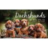 Pimpernel Press Ltd Livro dachshunds de caroline donald (inglês)