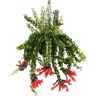 Plant In A Box Hanging Plants Aeschynanthus Conjunto de 1 Pote 15Cm Altura 20-30Cm