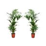 Plant In A Box Palmeiras Howea Forsteriana Conjunto de 2 Pote 18Cm Altura 90-100Cm