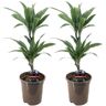 Plant In A Box Plantas Verdes Dracaena Deremensis Warneckei Conjunto de 2 Pote 17Cm Altura 60-70Cm