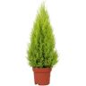 Biomaplants Pinheiro Natural de Natal Cupressus Goldcrest (90-100cm - Vaso 24 cm)