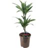 Plant In A Box Plantas Verdes Dracaena Deremensis Warneckei Conjunto de 1 Pote 17Cm Altura 60-70Cm