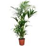 Plant In A Box Palmeiras Howea Forsteriana Conjunto de 1 Pote 18Cm Altura 90-100Cm