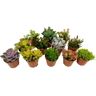 Plant In A Box Cactos e Suculentas Succulenten Conjunto de 12 Pote 5.50Cm Altura 5-10Cm