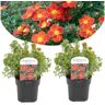 Plant In A Box Arbustos Potentilla Red Ace Conjunto de 2 Pote 17Cm Altura 20-30Cm