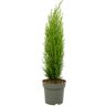 Plant In A Box Plantas Mediterrânicas Cupressus Sempervirens Conjunto de 1 Pote 19Cm Altura 70-80Cm