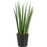 Biomaplants Planta Natural Sansevieria Cylindrica (20-30 cm)