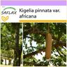 Saflax Árvore de Salsicha Kigelia Pinnata Var. Africana 10 Sementes