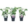 Plant In A Box Plantas com Flores Syringa Vulgaris 'Ludwig Spath' 'Michel Buchner' 'Mme Lemoine' Conjunto de 3 Pote 17Cm Altura 25-40Cm