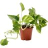 Biomaplants Planta Natural Scindapsus Aureum (10-20 cm)