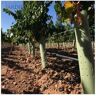 Suinga Tubo de protecção de árvores 120 cm. Proteja suas plantas de roedores e diversas pragas que podem afetar a cultura da