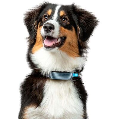Localizador Pet Invoxia Gps Pet Tracker Localizador Pet Invoxia Gps Pet Tracker