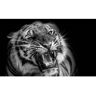 Oedim Quadro Tigre Rugindo (Preto e Branco - 100x60cm - PVC)