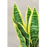 Sklum Planta Artificial Decorativa Sansevieria 45 cm Peva 45 cm