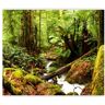 Artgeist Papel de Parede Forest Brook (98x70 cm)