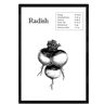 Nacnic Póster de Radish (A4)