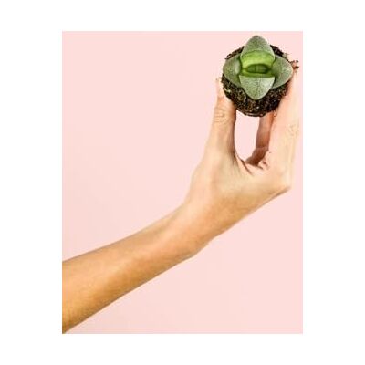 Pur Plant Lithops Pedras vivas Plantas naturais Pur Plant Lithops Pedras vivas Plantas naturais