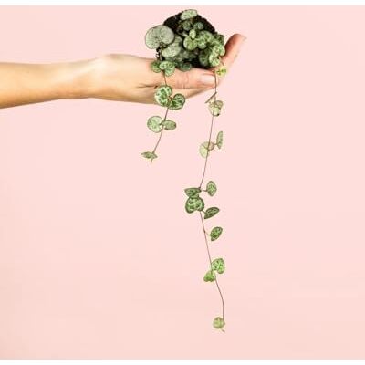 Pur Plant Ceropegia woodii Corrente de corações Planta natural pendurada de interior pet friendly Decorativa e resistente vaso de Ø 6 cm Pur Plant Ceropegia woodii Corrente de corações Planta natural pendurada de interior pet friendly Decorativa e resistente vaso de Ø 6 cm