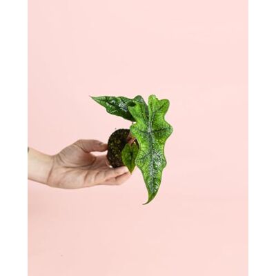 Pur Plant Alocasia Jacklyn Planta natural tropical de interior resistente, folhas verdes recortadas e nervadas, exótica, decorativa e purificador, vaso de Ø 6 cm Pur Plant Alocasia Jacklyn Planta natural tropical de interior resistente, folhas verdes recortadas e nervadas, exótica, decorativa e purificador, vaso de Ø 6 cm