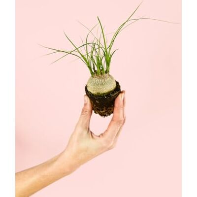 Pur Plant Pata de elefante Beaucarnea Recurvata Pet Friendly planta de interior natural resistente vaso de Ø 7 cm Pur Plant Pata de elefante Beaucarnea Recurvata Pet Friendly planta de interior natural resistente vaso de Ø 7 cm