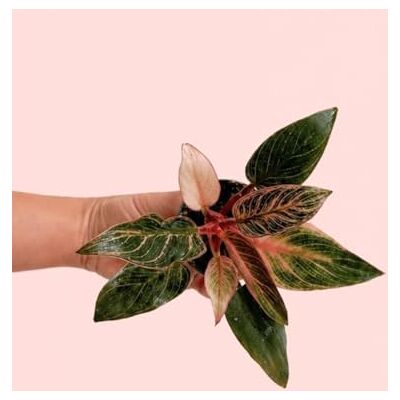 Pur Plant Philodendron Pink Biquíni Planta tropical rosa compacta, planta decorativa de interior moderna, vaso de Ø 6 cm Pur Plant Philodendron Pink Biquíni Planta tropical rosa compacta, planta decorativa de interior moderna, vaso de Ø 6 cm