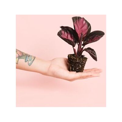 Pur Plant Calathea Roseopicta Rosy Dottie Mini Calathea rosa Pet Friendly planta de interior decorativa, vaso de Ø 6 cm Pur Plant Calathea Roseopicta Rosy Dottie Mini Calathea rosa Pet Friendly planta de interior decorativa, vaso de Ø 6 cm