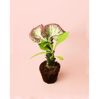 Pur Plant Euphorbia Lactea Planta natural de interior cultural suculenta decorativa de estilo cato, vaso de Ø 10,5 cm Pur Plant Euphorbia Lactea Planta natural de interior cultural suculenta decorativa de estilo cato, vaso de Ø 10,5 cm