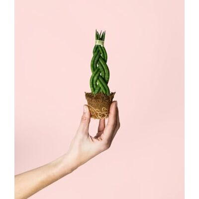 Pur Plant Sansevieria trançada Mini Língua da sogra, planta natural de interior, resistente sansevieria decorativa trançada, vaso de Ø 6 cm Pur Plant Sansevieria trançada Mini Língua da sogra, planta natural de interior, resistente sansevieria decorativa trançada, vaso de Ø 6 cm