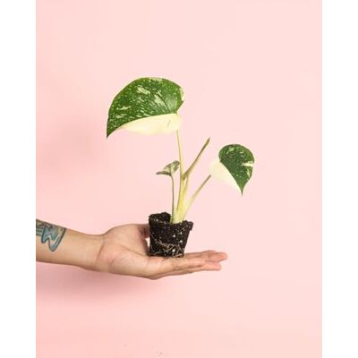 Pur Plant Monstera Thai Constellation Mini Bonsteira de plantas naturais de interior, variegada e exclusiva, vaso de Ø 6 cm Pur Plant Monstera Thai Constellation Mini Bonsteira de plantas naturais de interior, variegada e exclusiva, vaso de Ø 6 cm